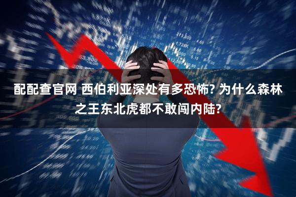 配配查官网 西伯利亚深处有多恐怖? 为什么森林之王东北虎都不敢闯内陆?